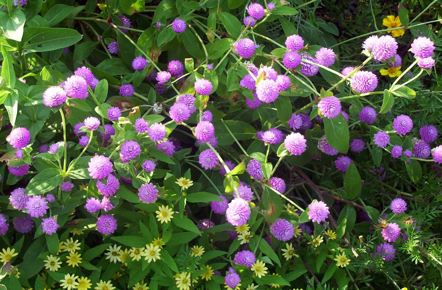 50 Globe Amaranth (Gomphrena Globosa) Seeds
