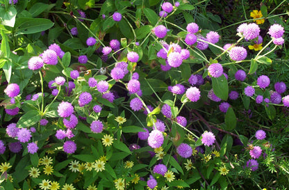 50 Globe Amaranth (Gomphrena Globosa) Seeds