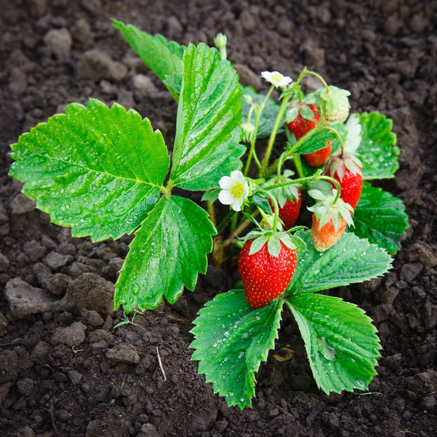 100 Alpine Strawberry (Fragaria Vesca) Seeds