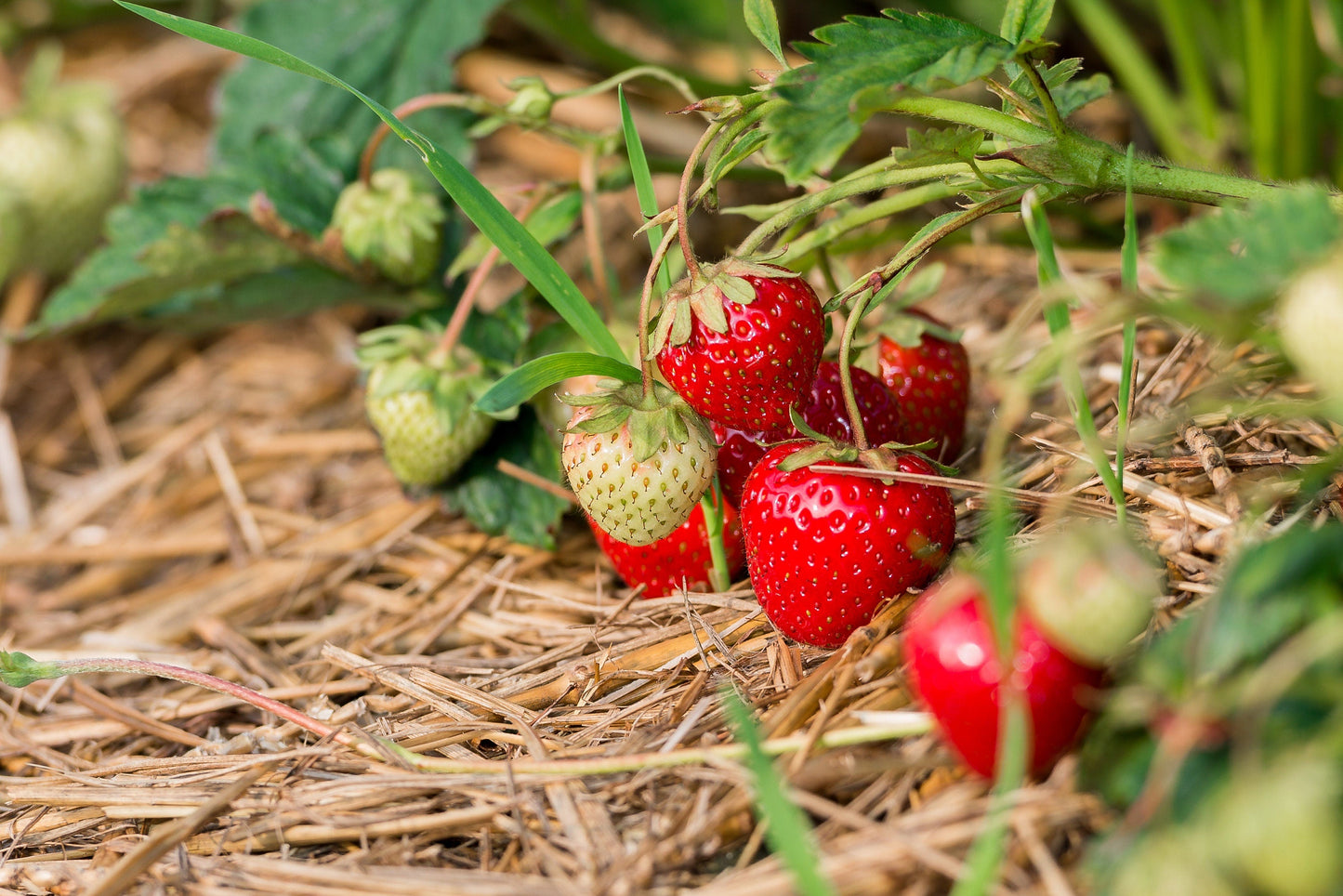 100 Alpine Strawberry (Fragaria Vesca) Seeds