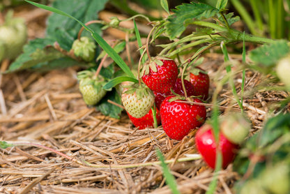 100 Alpine Strawberry (Fragaria Vesca) Seeds