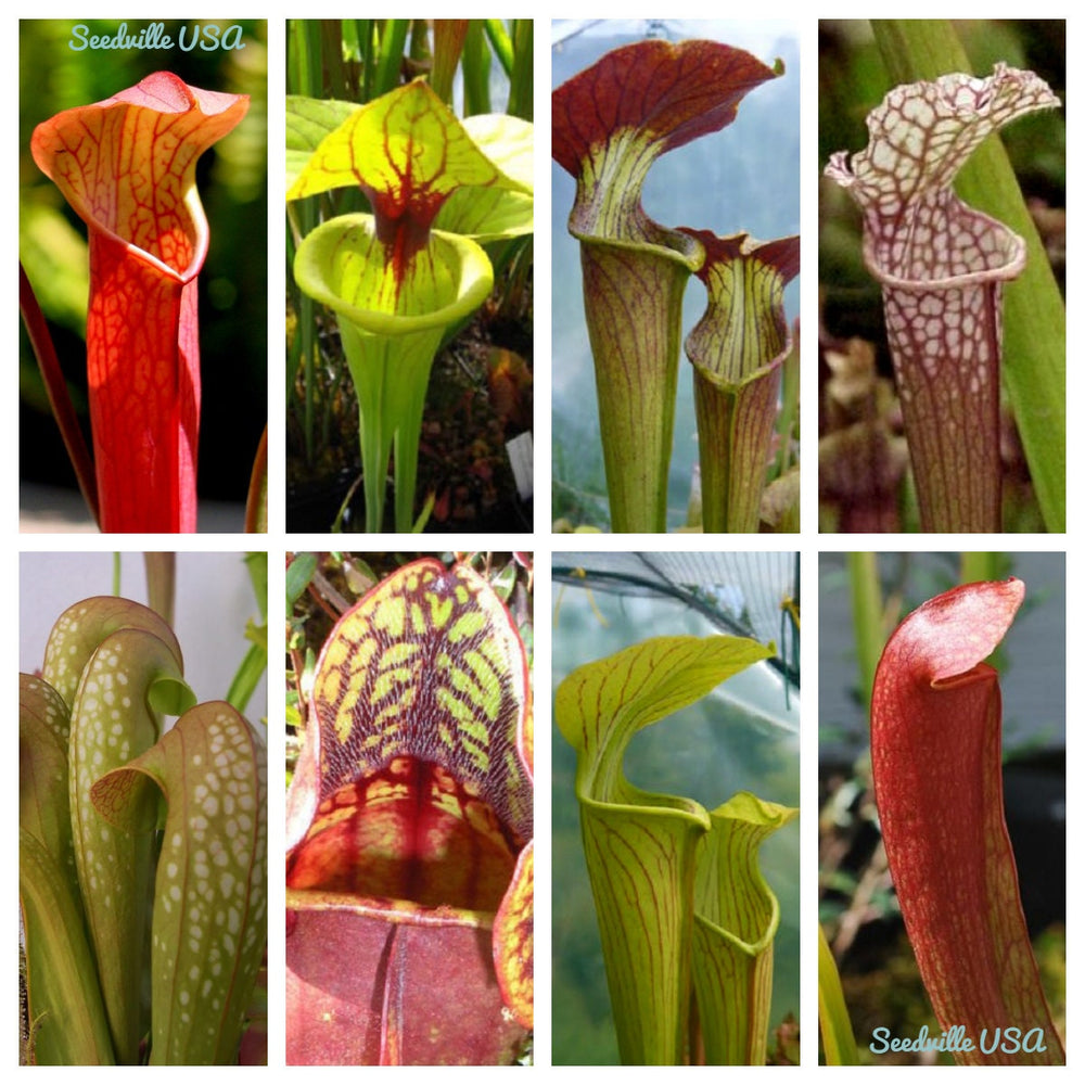 10 MIXED PITCHER PLANT Sarracenia Carnivorous Red Purple Yellow White Flower Seeds