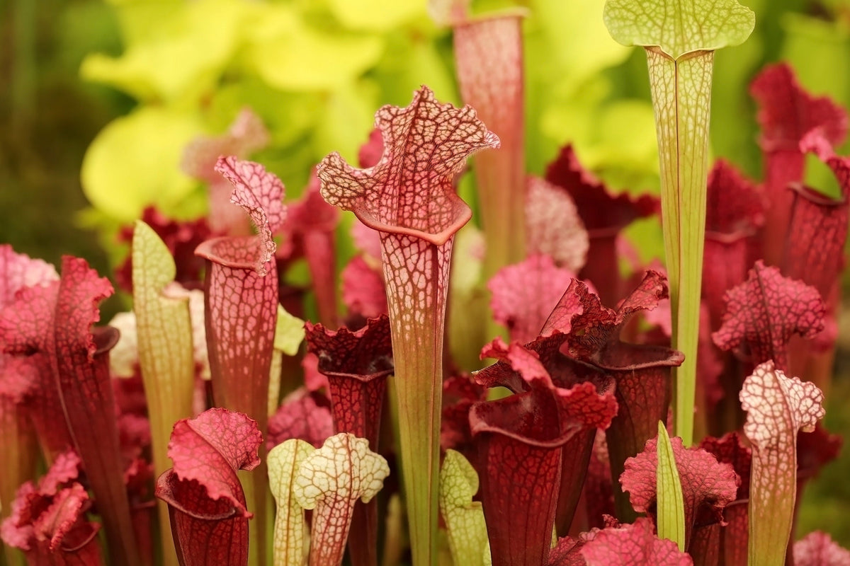 10 MIXED PITCHER PLANT Sarracenia Carnivorous Red Purple Yellow White Flower Seeds