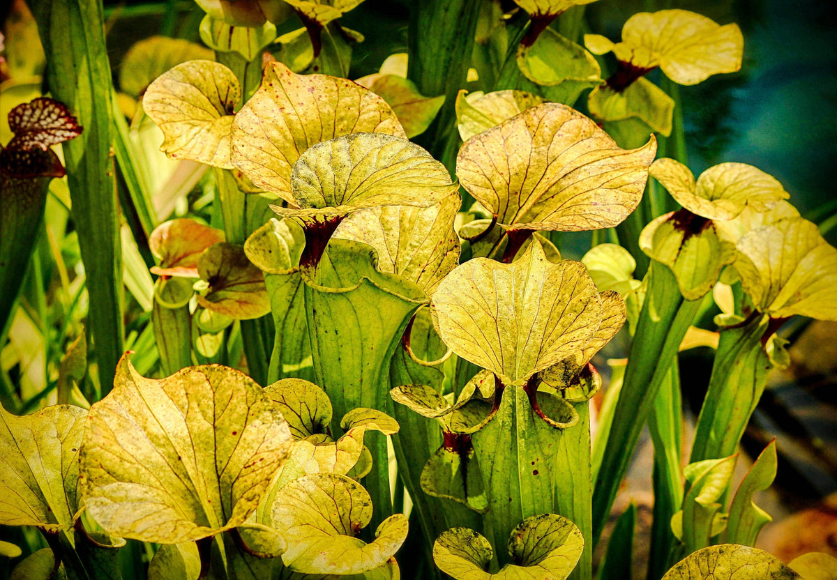 10 MIXED PITCHER PLANT Sarracenia Carnivorous Red Purple Yellow White Flower Seeds