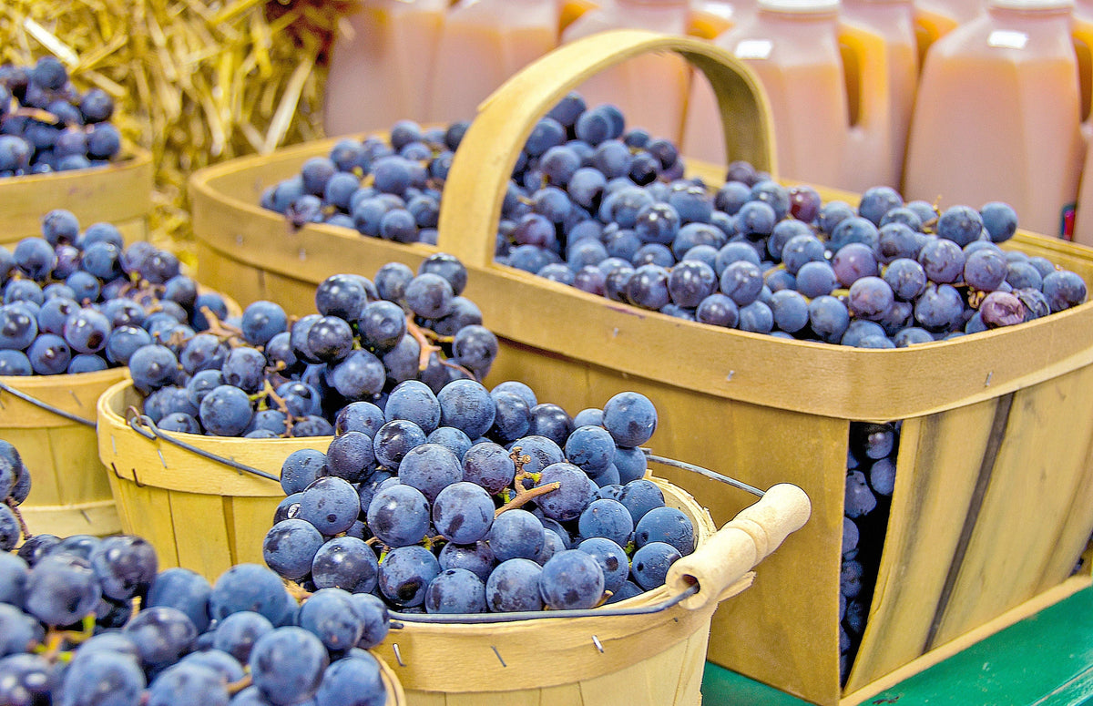 10 Purple CONCORD GRAPE Fruit Vine Vitis Labrusca White Flower Seeds