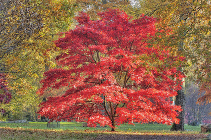 10 Red Japanese Maple (Acer Palmatum) Seeds