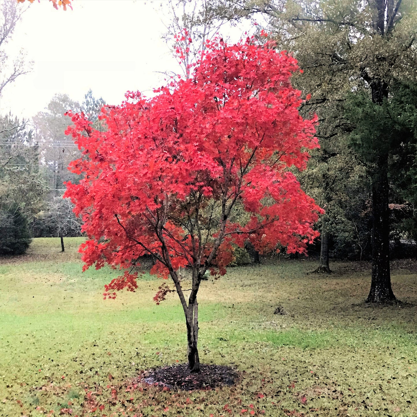 10 Red Japanese Maple (Acer Palmatum) Seeds
