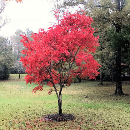 10 Red Japanese Maple (Acer Palmatum) Seeds