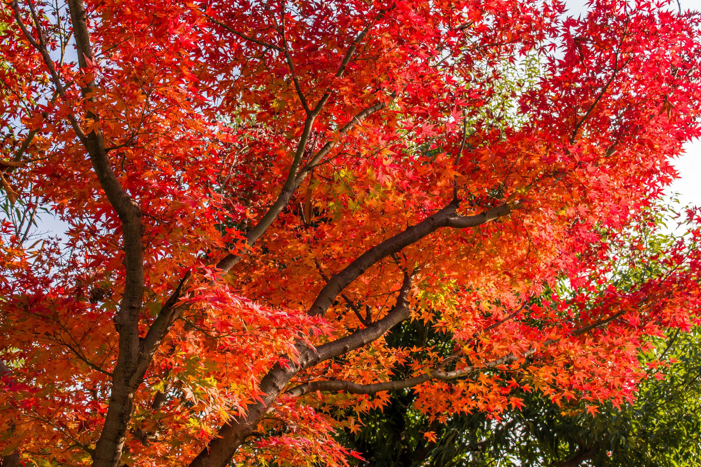 10 Red Japanese Maple (Acer Palmatum) Seeds