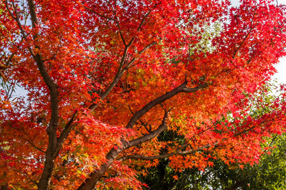 10 Red Japanese Maple (Acer Palmatum) Seeds