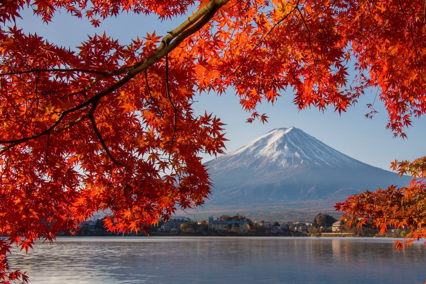 10 Red Japanese Maple (Acer Palmatum) Seeds
