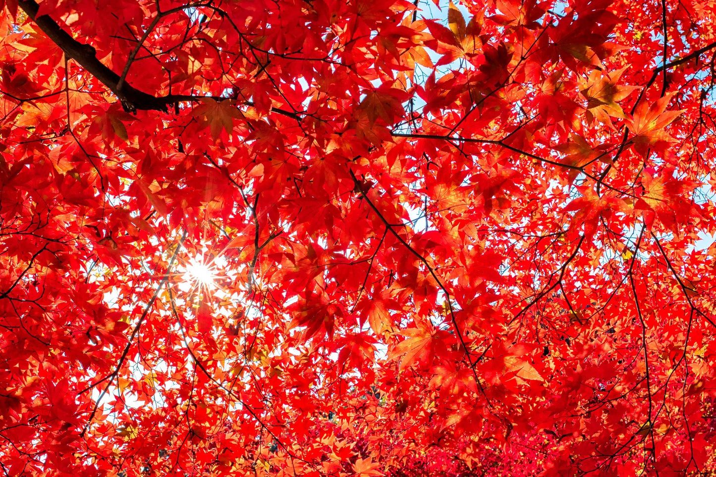 10 Red Japanese Maple (Acer Palmatum) Seeds