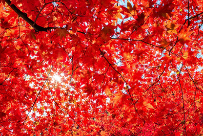10 Red Japanese Maple (Acer Palmatum) Seeds