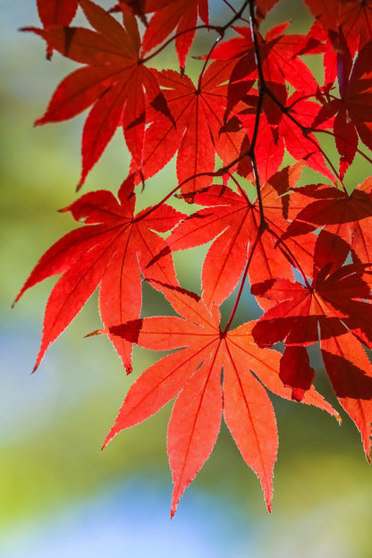10 Red Japanese Maple (Acer Palmatum) Seeds