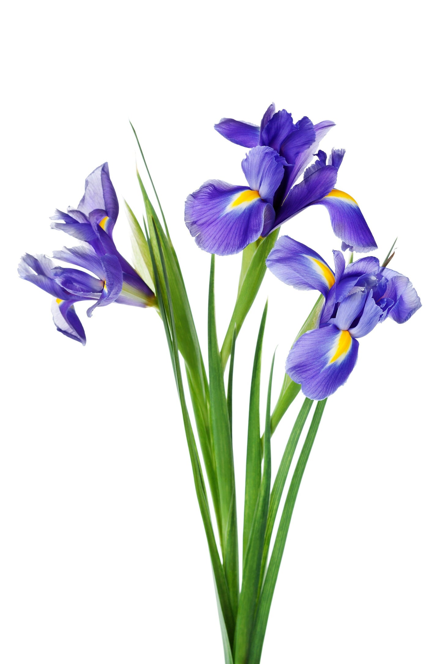 25 BLUE FLAG IRIS Versicolor Seeds