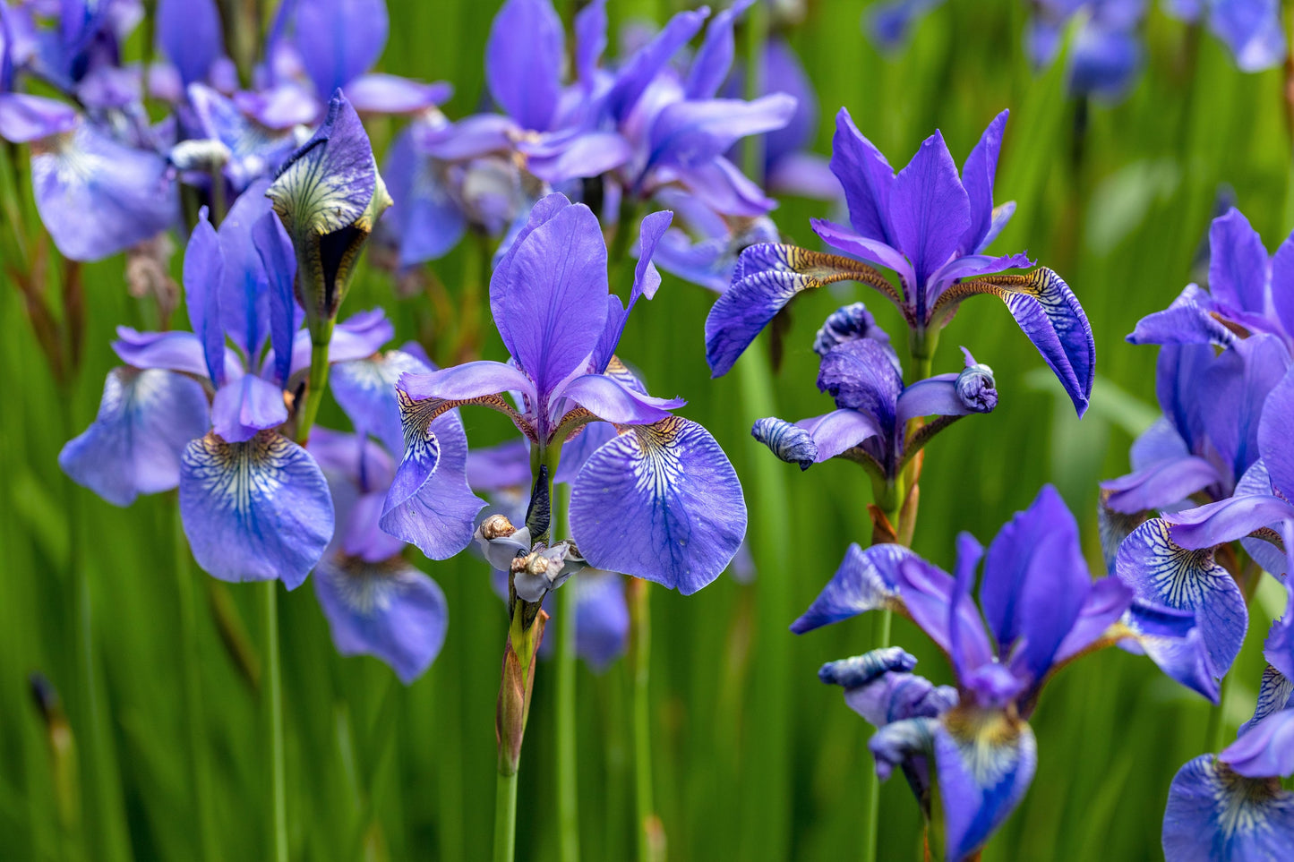 25 BLUE FLAG IRIS Versicolor Seeds