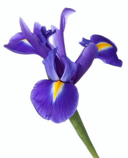 25 BLUE FLAG IRIS Versicolor Seeds