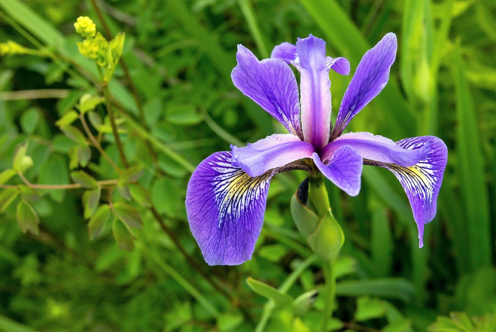 25 BLUE FLAG IRIS Versicolor Seeds