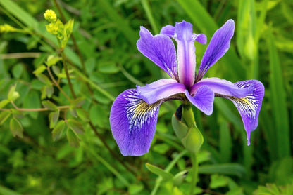 25 BLUE FLAG IRIS Versicolor Seeds