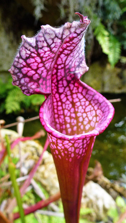 10 MIXED PITCHER PLANT Sarracenia Carnivorous Red Purple Yellow White Flower Seeds