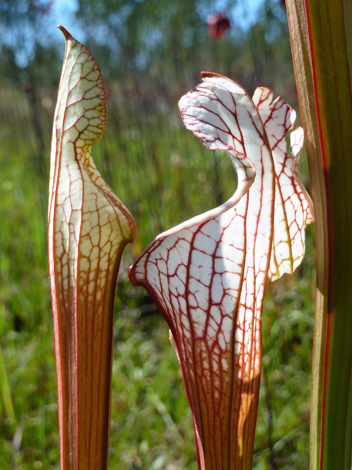 10 MIXED PITCHER PLANT Sarracenia Carnivorous Red Purple Yellow White Flower Seeds