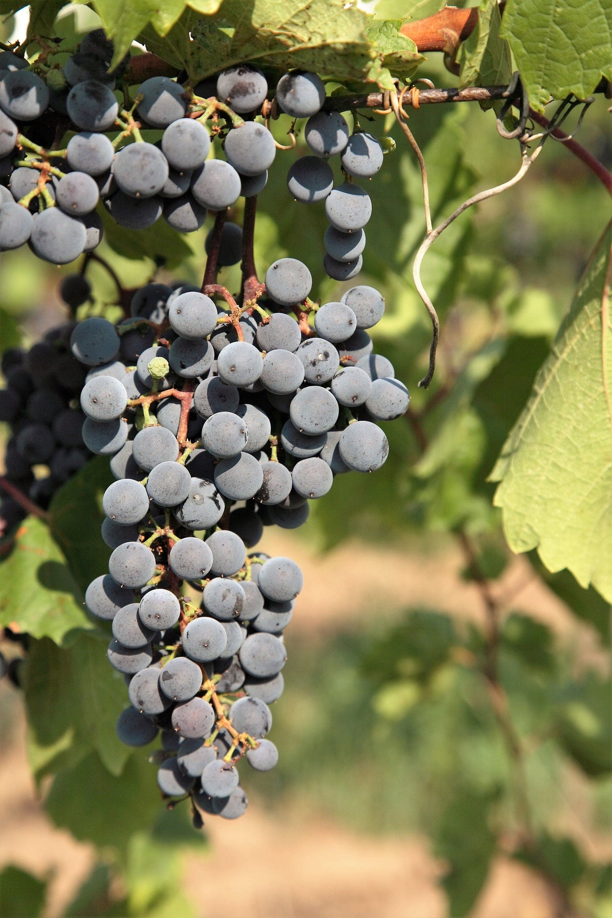 10 Purple CONCORD GRAPE Fruit Vine Vitis Labrusca White Flower Seeds