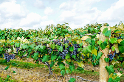 10 Purple CONCORD GRAPE Fruit Vine Vitis Labrusca White Flower Seeds