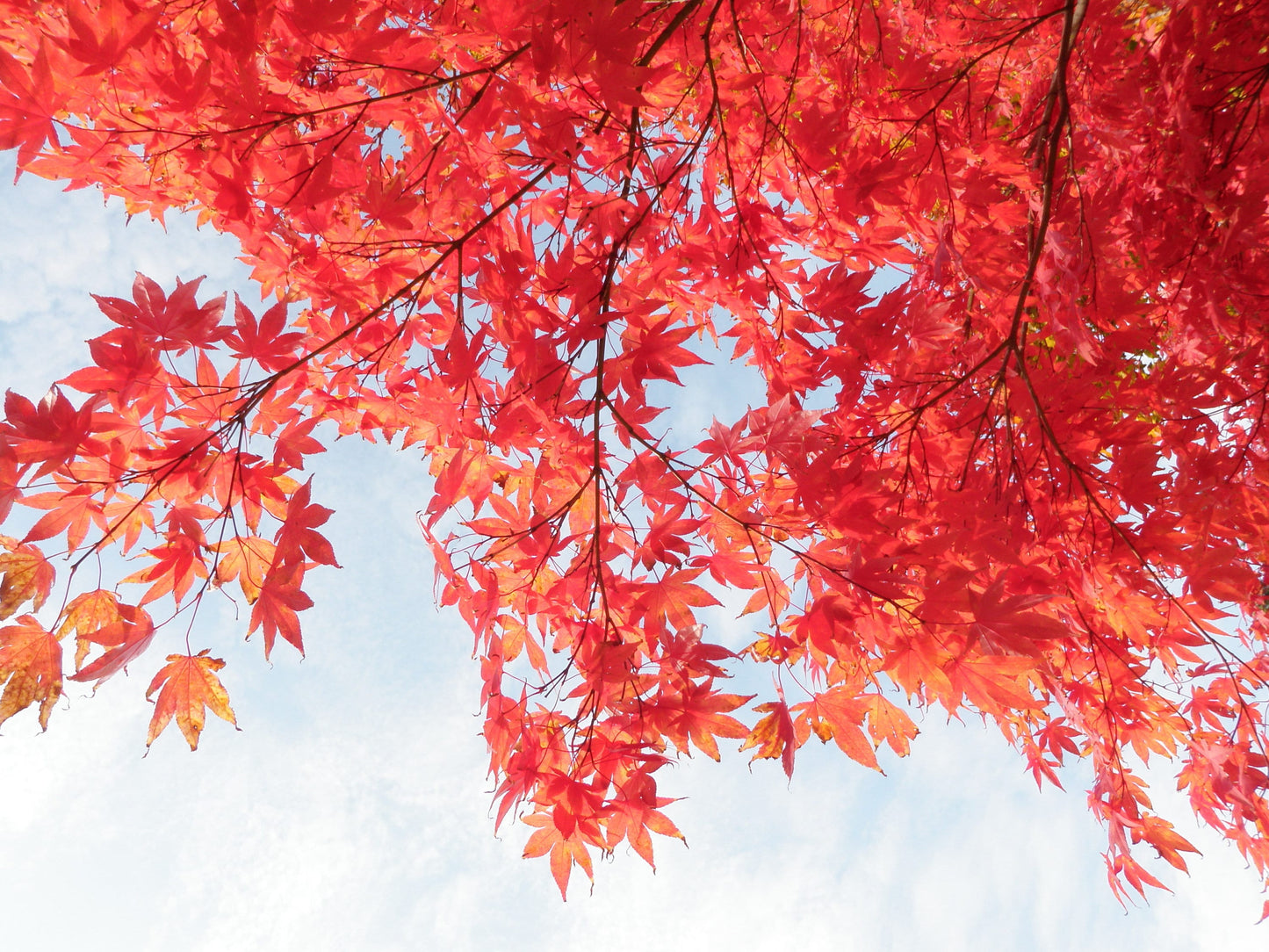 10 Red Japanese Maple (Acer Palmatum) Seeds