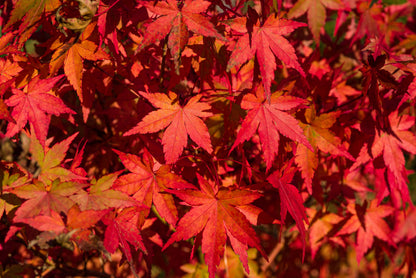 10 Red Japanese Maple (Acer Palmatum) Seeds