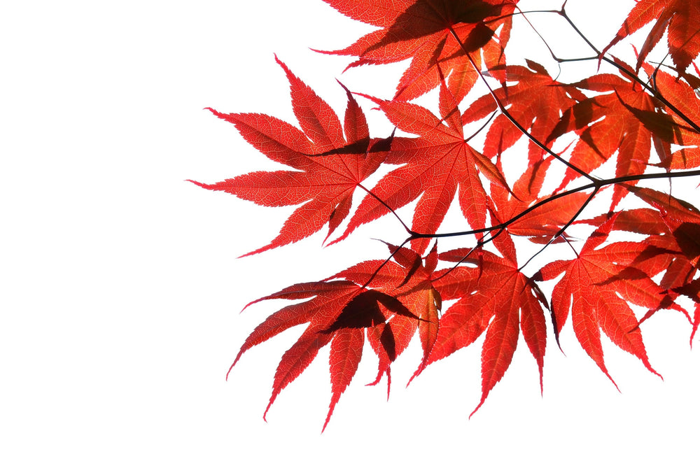 10 Red Japanese Maple (Acer Palmatum) Seeds
