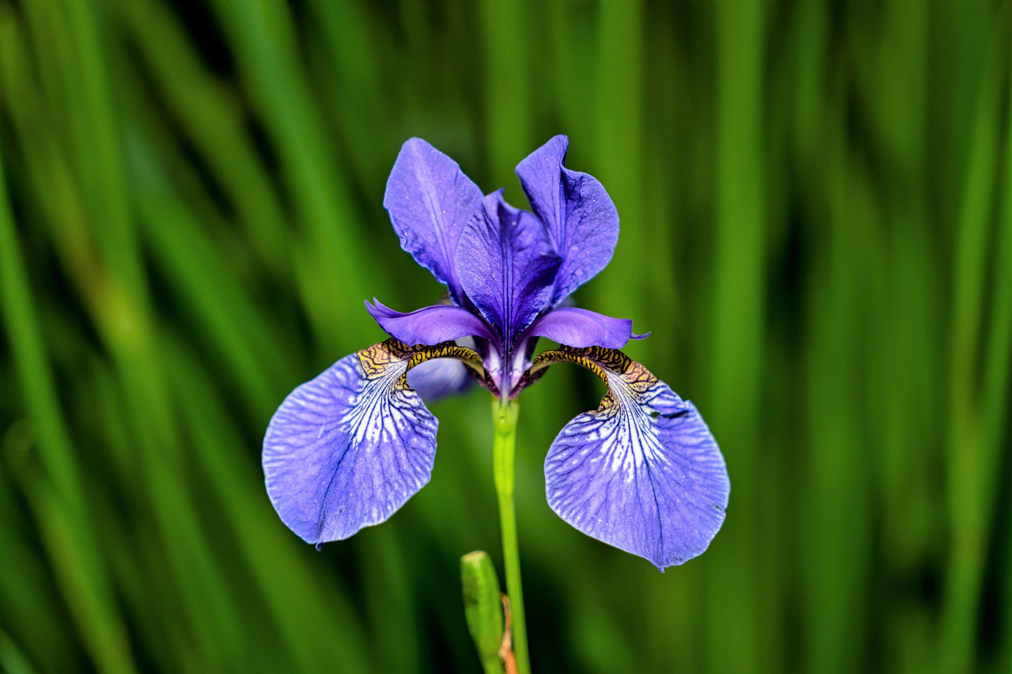 25 BLUE FLAG IRIS Versicolor Seeds