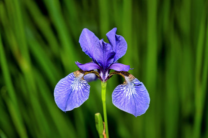25 BLUE FLAG IRIS Versicolor Seeds