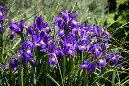 25 BLUE FLAG IRIS Versicolor Seeds