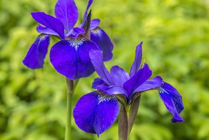 25 BLUE FLAG IRIS Versicolor Seeds