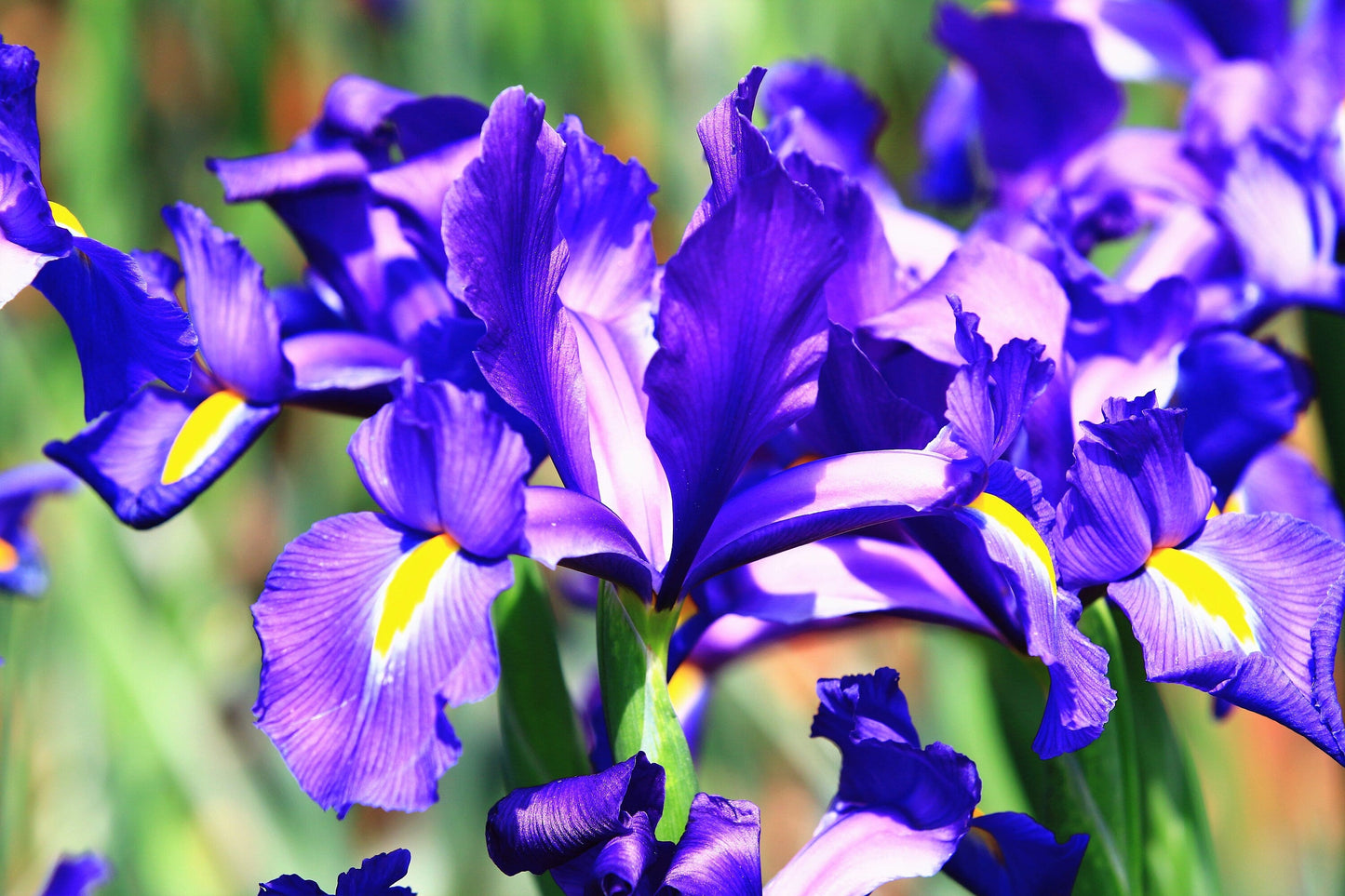 25 BLUE FLAG IRIS Versicolor Seeds