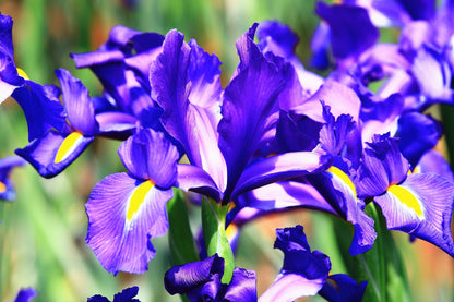 25 BLUE FLAG IRIS Versicolor Seeds