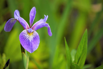 25 BLUE FLAG IRIS Versicolor Seeds