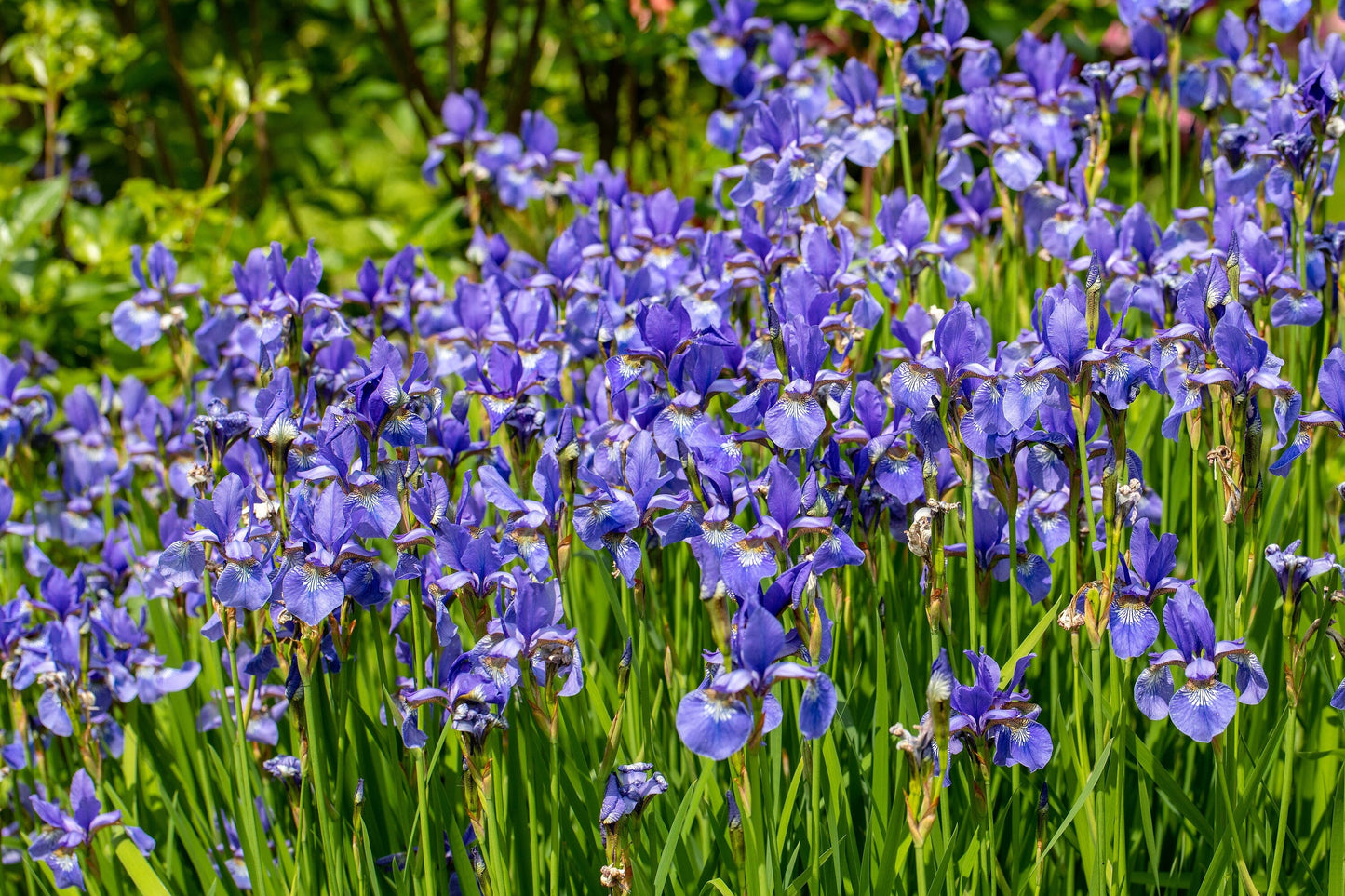 25 BLUE FLAG IRIS Versicolor Seeds