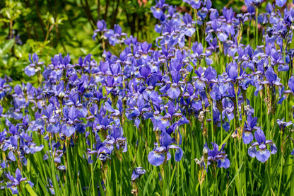 25 BLUE FLAG IRIS Versicolor Seeds