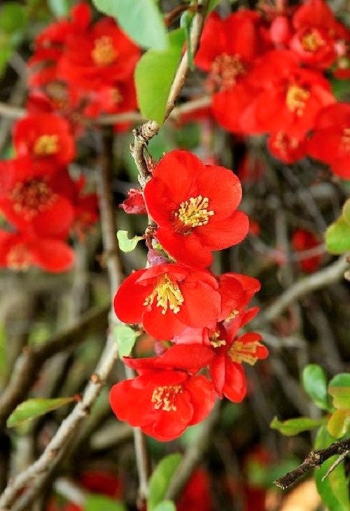 20 Dwarf Quince (Chaenomeles Japonica) Seeds