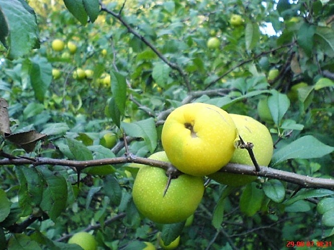 20 Dwarf Quince (Chaenomeles Japonica) Seeds