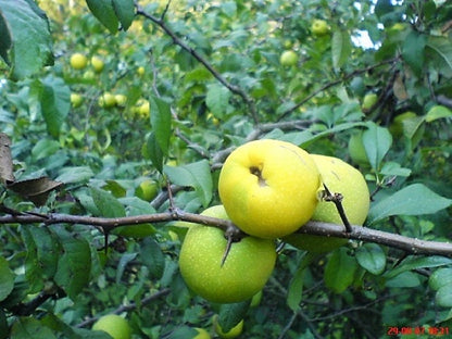 20 Dwarf Quince (Chaenomeles Japonica) Seeds