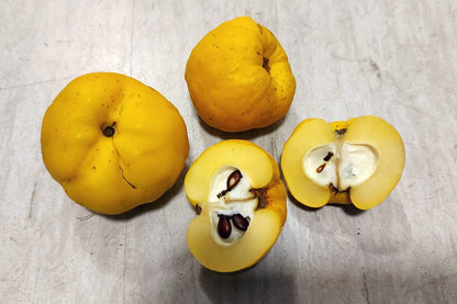 20 Dwarf Quince (Chaenomeles Japonica) Seeds