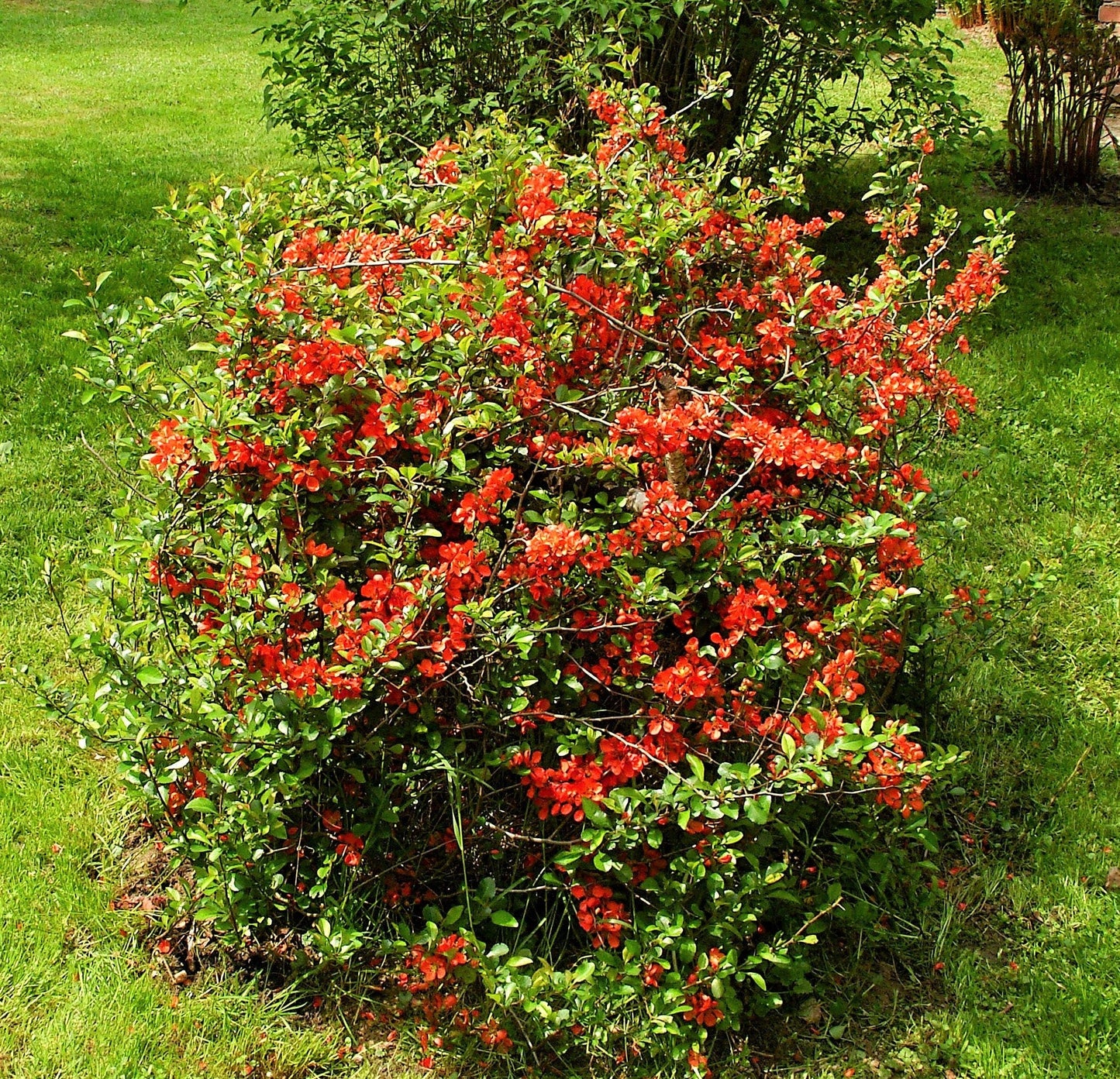 20 Dwarf Quince (Chaenomeles Japonica) Seeds
