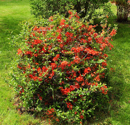 20 Dwarf Quince (Chaenomeles Japonica) Seeds