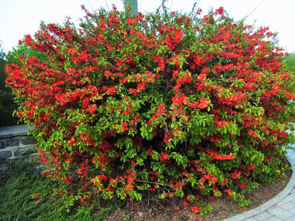 20 Dwarf Quince (Chaenomeles Japonica) Seeds