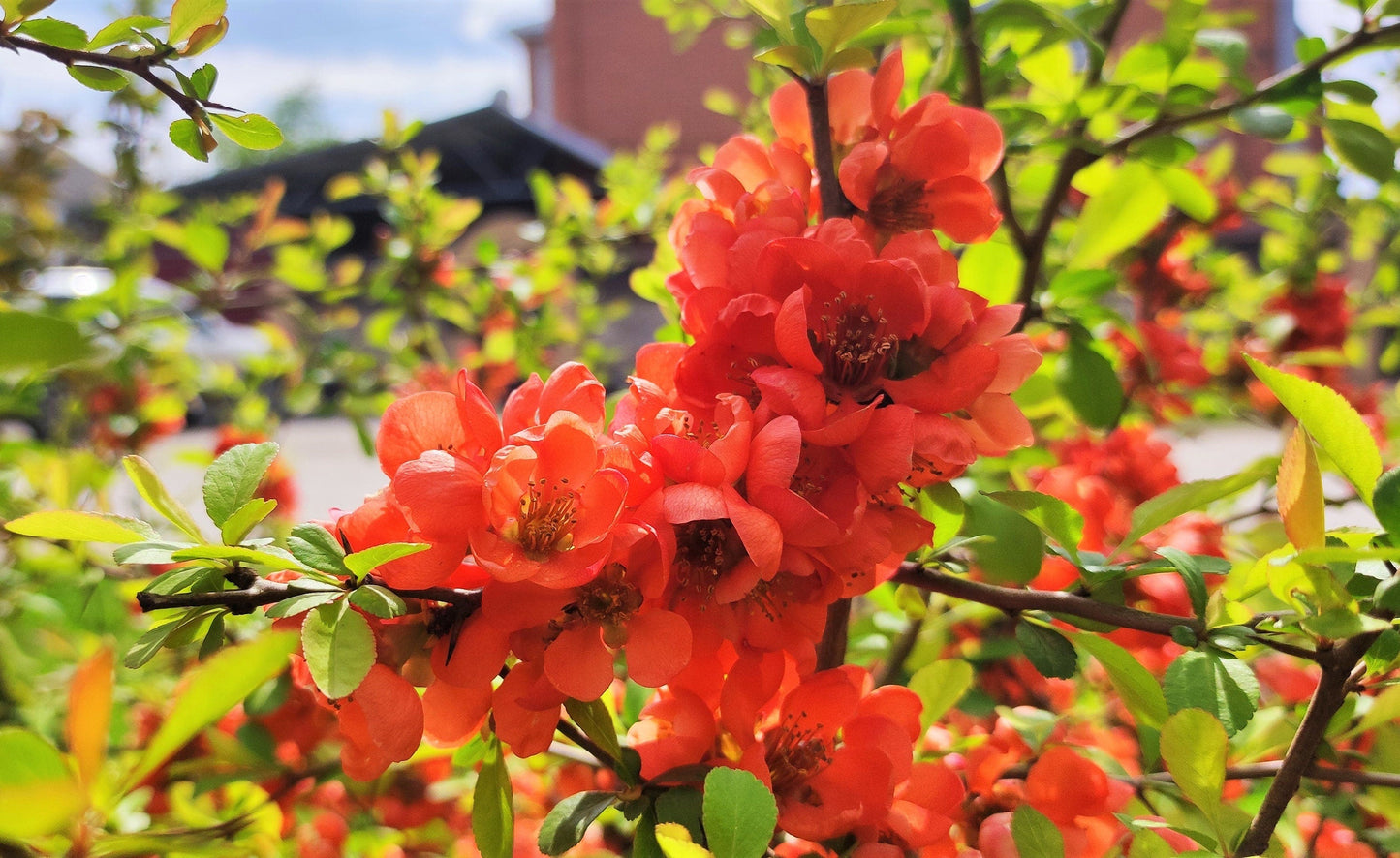 20 Dwarf Quince (Chaenomeles Japonica) Seeds