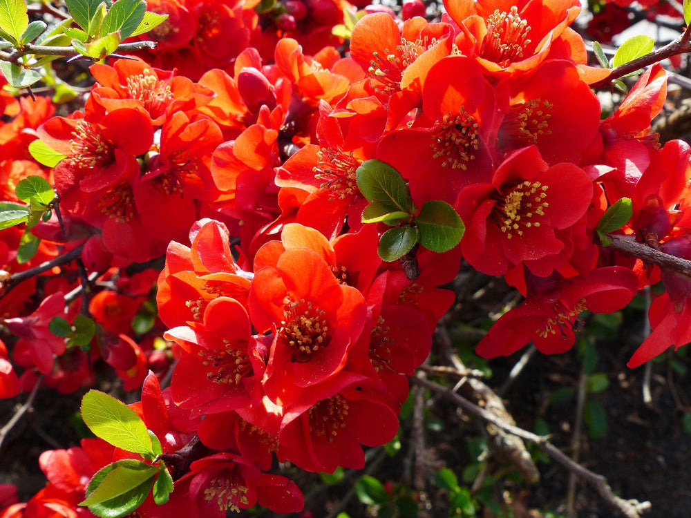 20 Dwarf Quince (Chaenomeles Japonica) Seeds