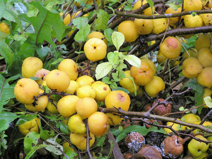20 Dwarf Quince (Chaenomeles Japonica) Seeds