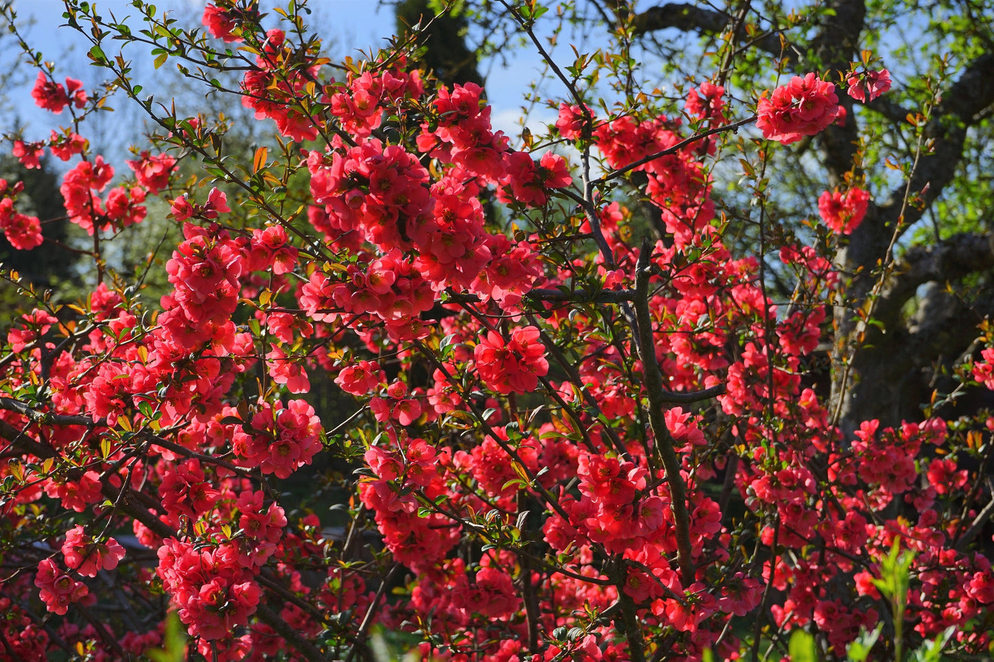 20 Dwarf Quince (Chaenomeles Japonica) Seeds